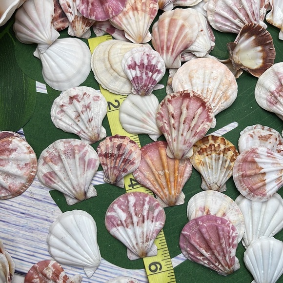 Gorgeous Folded Scallop Seashells Mixed Lot for Jewelry DIY or Nautical Decor - Picture 13 of 13